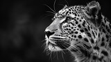 A close up black and white portrait of a leopard, Close up big leopard isolated on black background, Generative Ai 