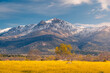 © ADDICTIVE STOCK - Spring bloom with snowy Sierra de Guadarrama backdrop