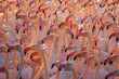 Vibrant gathering of lesser and common flamingos