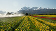 Campo de tulipanes con muchos colores y montañas nevadas en trevellin, patagonia argentina