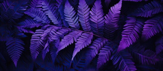 Canvas Print - Closeup photo featuring purple fern leaves against a dark background, showcasing the vibrant hues of violet, magenta, and electric blue in this terrestrial plant