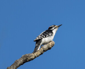 Wall Mural - Hairy Woodpecker perched atop a branch with deep blue sky background in Algonquin Park Ontario