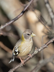 Female or immature male Evening grosbeak closeup in a brown forest in March in Ontario