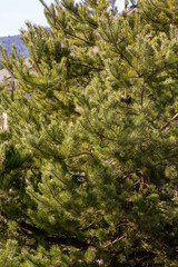 Sticker - green pine tree