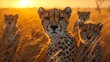 A family of cheetahs alert in the savanna at dusk, showcasing their wild beauty and unity.