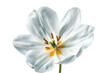 elegant white tulip in soft bloom isolated on transparent background 