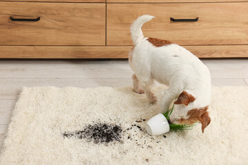 Sticker - Cute dog near overturned houseplant on rug indoors