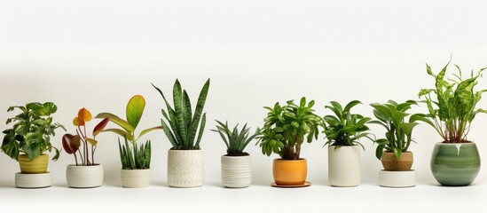 Poster - Green houseplants in colorful pots s on white background