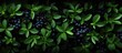 A shrub bearing blackberries, a type of fruit, grows with green leaves. The bush is a terrestrial plant and provides natural foods from the groundcover