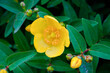 梅雨時の生垣に咲くヒドコートの黄色い花