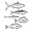 Set of commercial fishes species. Seafood fish. Isolated design elements. Vector illustration in black and white engraving style.