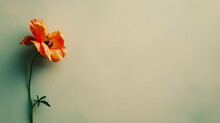 Orange Lily On A Blank Background