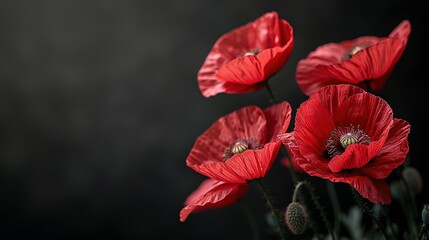 Red poppies on black background. Remembrance Day, Armistice Day symbol