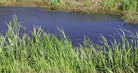 Wall Mural - river,   water with waves in the river with green grass growing on the river bank