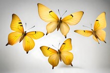 Two Beautiful Yellow Butterflies Phoebis Philea Isolated On White Background. Butterfly With Spread Wings And In Flight