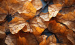 Abstract background from autumn structural leaves close up.