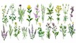 Hand drawn detailed botanical modern illustration of a beautiful collection of wild herbs, herbaceous flowering plants, blooming flowers, shrubs, and subshrubs.