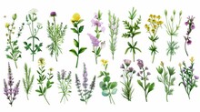 Hand Drawn Detailed Botanical Modern Illustration Of A Beautiful Collection Of Wild Herbs, Herbaceous Flowering Plants, Blooming Flowers, Shrubs, And Subshrubs.