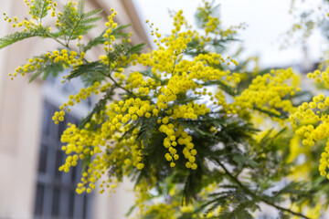 Wall Mural - yellow flowers on a branch