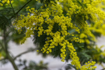 Poster - yellow flowers in the garden