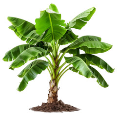 Banana tree on isolated background