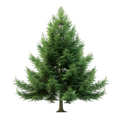 Hemlock tree on isolated background