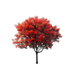 Wall Mural - maple tree on isolated background.