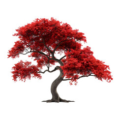 Wall Mural - japanese maple tree on isolated background