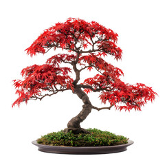 Wall Mural - japanese maple tree on isolated background