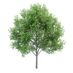 Wall Mural - linden tree on isolated background