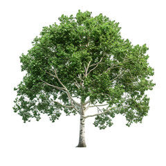 Wall Mural - london plane tree on isolated background
