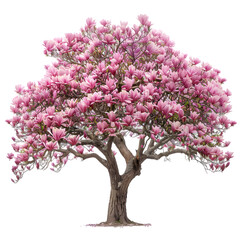 Magnolia tree on isolated background