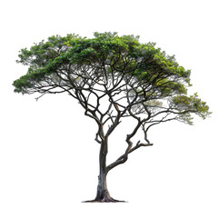 Wall Mural - mahogany tree on isolated background