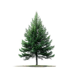 Wall Mural - pine tree on isolated background