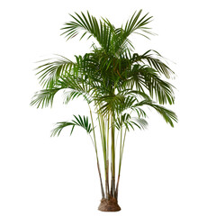 Wall Mural - palm tree on isolated background