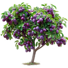 Wall Mural - plum tree on isolated background