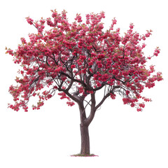 Wall Mural - plum tree on isolated background