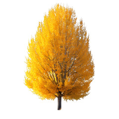 Wall Mural - poplar tree on isolated background
