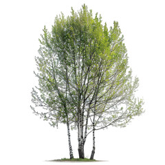 Wall Mural - poplar tree on isolated background