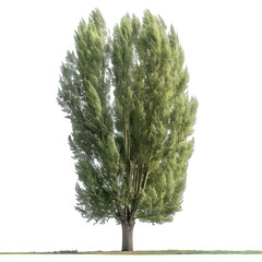 Wall Mural - poplar tree on isolated background