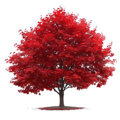 Wall Mural - red maple tree on isolated background