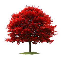 Wall Mural - red maple tree on isolated background