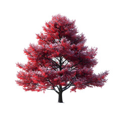 Wall Mural - red maple tree on isolated background