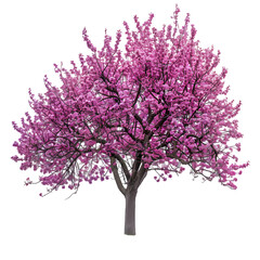 Wall Mural - redbud tree on isolated background