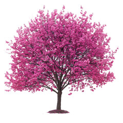 Redbud tree on isolated background