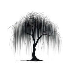 Willow tree on isolated background