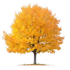 Wall Mural - sugar maple tree on isolated background