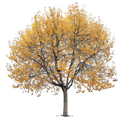 Wall Mural - sycamore tree on isolated background