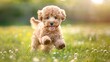 A smiling little puppy of a light brown poodle in a beautiful green meadow is happily running towards the camera