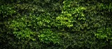 Fototapeta Zachód słońca - A close up of a lush green shrub with numerous leaves, a terrestrial plant providing groundcover. This flowering plant adds beauty to any garden or outdoor event